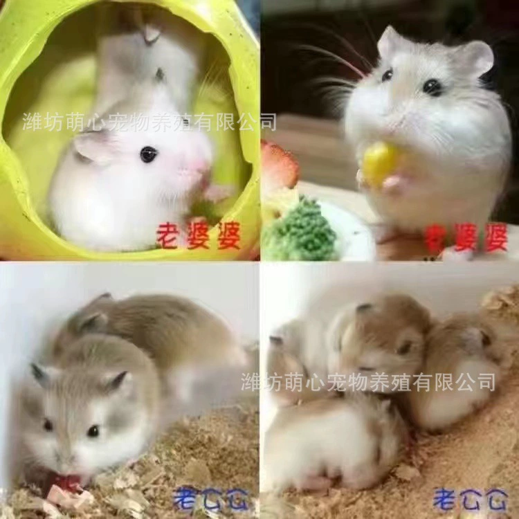 Live dwarf hamster, assorted coat colors and lengths, 0.01 kg, ~5 cm small pet