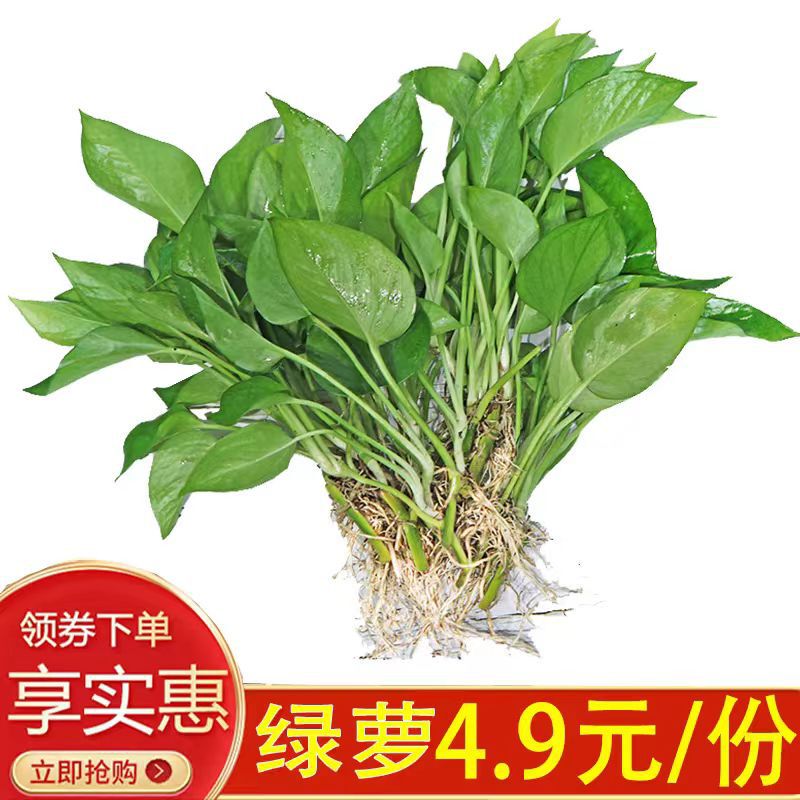 Water-Raised Green Radish Plant Indoor Green Basket Potted Fresh Florals Fortune Tree Rich Bamboo White Anthurium Water Soil Bare Roots Water-Raised Green Radish Plant Indoor Green Basket Potted Fresh Florals Fortune Tree Rich Bamboo White Anthurium Water Soil Bare Roots