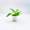 Realistic flowerpot, small pot, jewelry, new collection, suitable for import, wholesale