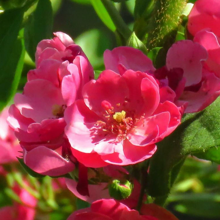 Большой ассортимент роз, цветы розы Анжела, характеристики виноградной розы Анжела