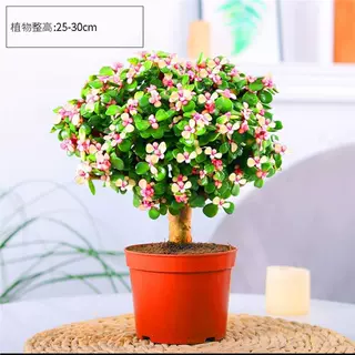 金枝玉叶多肉老桩盆栽植物室内室外花卉四季常青绿植好养耐晒阳台