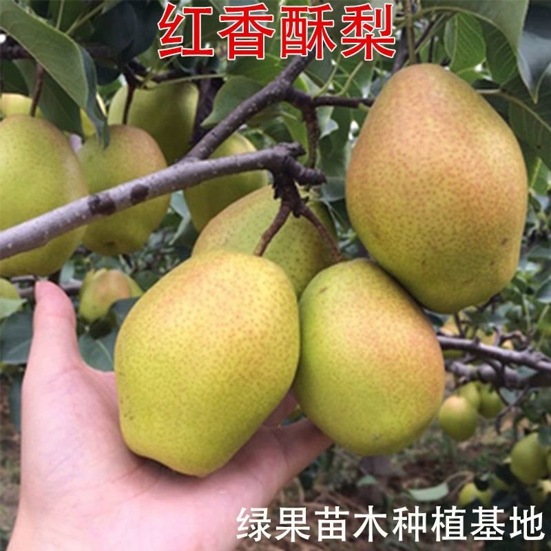 Саженцы груши-пересадки, красные хрустящие груши, ароматные саженцы груши, хрустящие и сладкие саженцы груши, посаженные на севере и юге, саженцы плодов груши.
