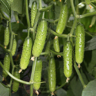 High-Yielding Fruits in All Seasons, Melons, Fruits, Cucumber Seeds, Cucumber Seeds, Cucumber Seeds, Climbing Frames, Vegetable and Fruit Seeds