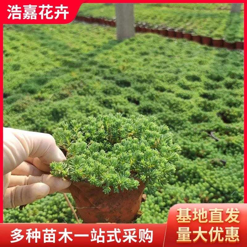 Вечнозеленые саженцы Panax notoginseng для всех сезонов Цветочный парк Panax notoginseng, зеленение растительности, многозародышевая родиола розовая