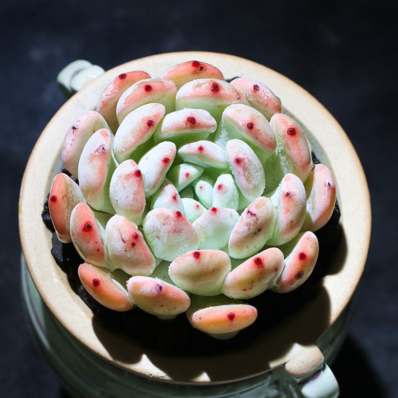 비앙트 4~5cm (플라스틱 화분으로 배송이 용이함)