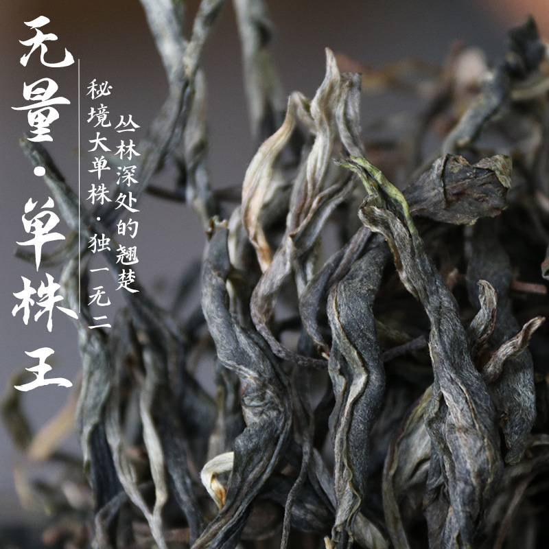 2025头春古树大单株普洱茶生茶无量山古树生普秘境大单株500g茶叶