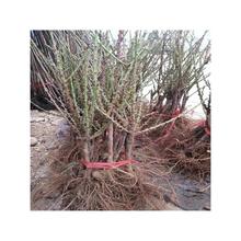 ̾Gľذһ辰Ҙֲ^pһ