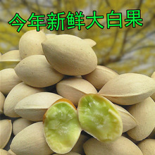 2024年新鲜老树大白果银杏果糯白果仁无漂白带壳生白果子包邮