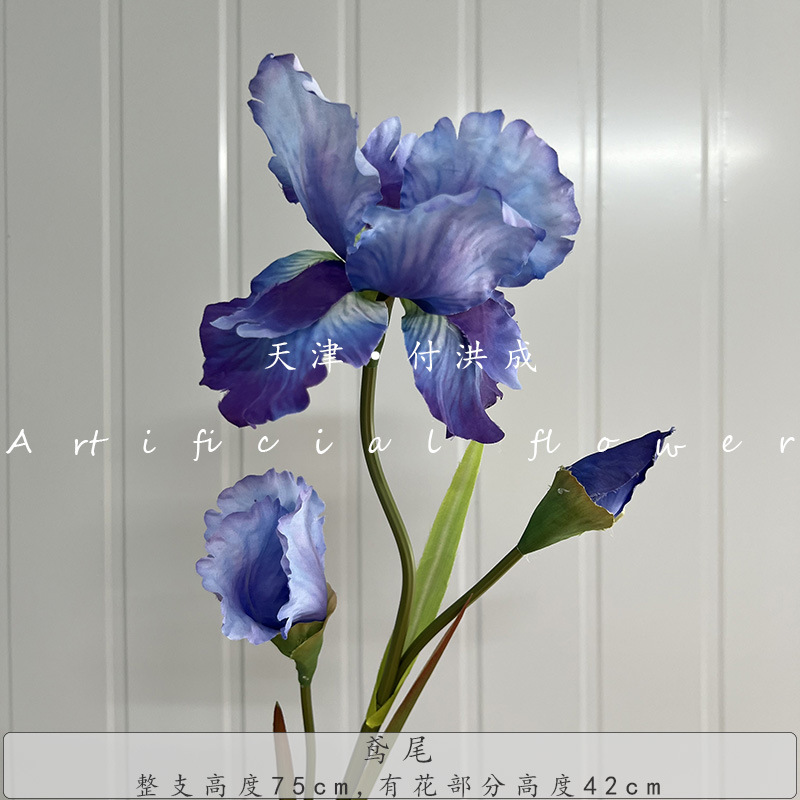 아이리스-블루 퍼플