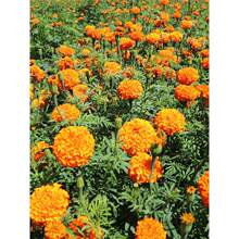 �Ϸ��f�۾ջ��N���ļ����x��û��ܻ��N�Ѿջ��N���m�ϴ���N��