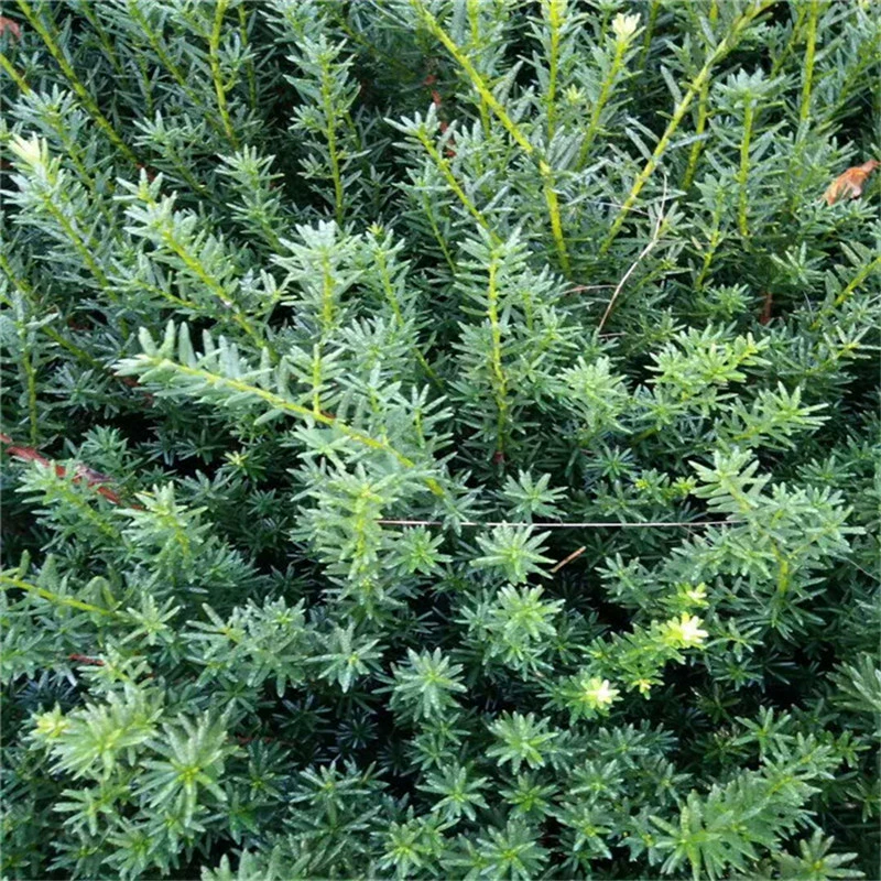 База прямых продаж Японский саженец таксов Экономическое облесение Рассада Вилла Сад Зеленое растение Горшечные растения Очищение воздуха