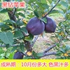 Black Diamond 5-year-old seedlings [results in the current year] +81cm (inclusive)-110cm (inclusive)