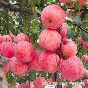 Apple Seeds, Mountain Cherry, Pear, Cherry, Pear, Pear, Sweet Tea, Papaya, Crab Apple, Cherry Blossom, Citrus Aurantium, Wolfberry, Pear Tree Species