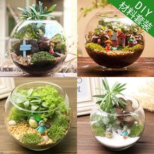 送辣椒蟹苔藓微景观蟹缸盆栽植物桌面生态瓶真植物成品2025包邮新