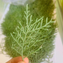 侧柏叶 天然植物标本干花diy圣诞礼品森系装饰摆件押花树叶画压花