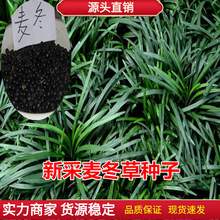 ²ݷNݷNӽ߅ ݷNӰݷNӲƺ