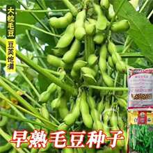 �߮a�������ë���N�Ӵ����Ĳ��󶹷N�Ӵ���ë���N�Ӳ�ë���N����