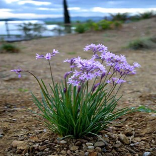 ���������̨���ܾ²˳��G�쾰�L�͟��ͺ������������ϋɻ���ͥԺ