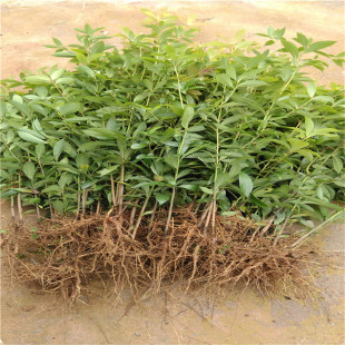 ���Ի������l��z�ľ���Ԙ����30-200cmС�~�E���e��ͥԺ�Gֲ