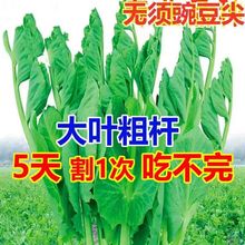 大叶无须碗豆尖种子四川豌豆苗种籽阳台蔬菜种子无土栽培一年四季