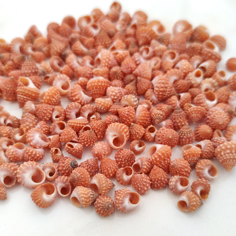 Acanthopanel Corn Snail Fish Tank Landscape Collection Specimen Microscopic Crestonine Red Tara Natural Conch Shell Wholesale
