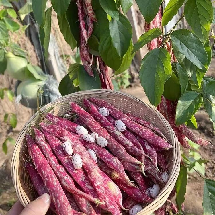 家雀蛋豆角种子东北油豆种籽面豆油豆角无筋农家田园蔬菜种子