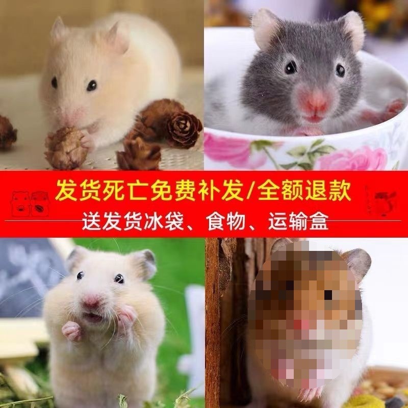 精选仓鼠活物已打疫苗活体公仔一对银狐布丁金丝熊苍鼠小宠物包邮