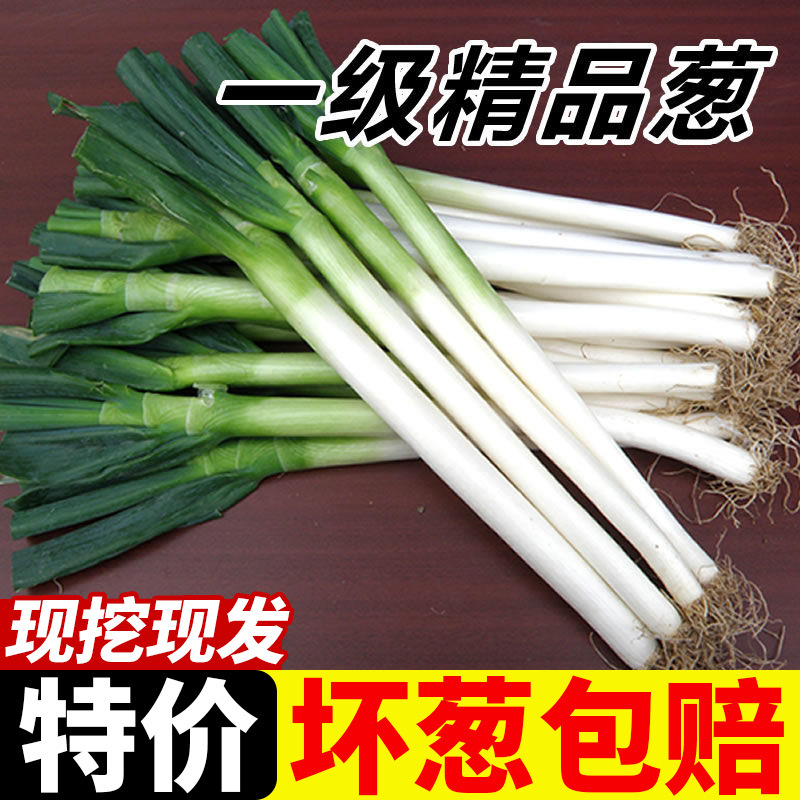 Shandong Green Onions, Fresh Zhangqiu Green Onions in Season, Crispy and Sweet Vegetables, Directly Harvested from the Place of Production 5kg