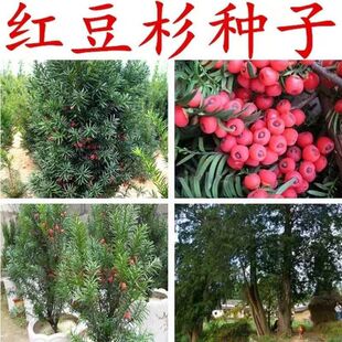 ���l�t��ɼ�N���Ϸ��t��ɼ�|���t��ɼ ���؁��t��ɼ�N��ɳ�ؼt��