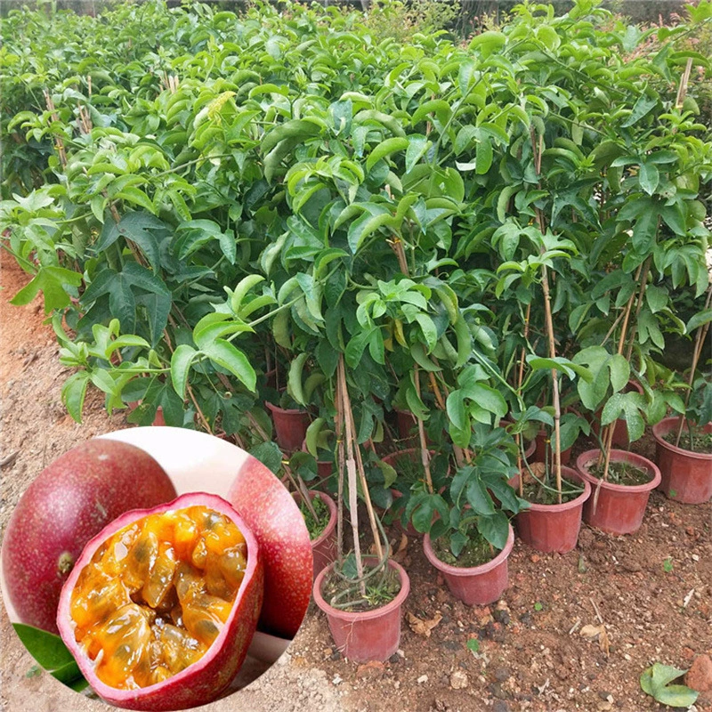 19 юаней 2 Qinmi № 9 Саженцы золотых маракуйи чистые сладкие большие привитые саженцы в горшках продолжают приносить плоды в течение четырех сезонов