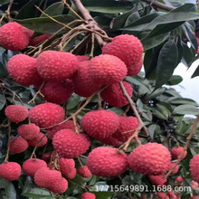 �޽���֦����o�˹�ζ����Ц��֦������ļ���֦���m�Ϸ�����Y��