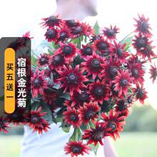 �޸����շN�љ��Ұ��m�غڟ��Kɺ���۾շN�Ӷ��������Դ��ﲥ