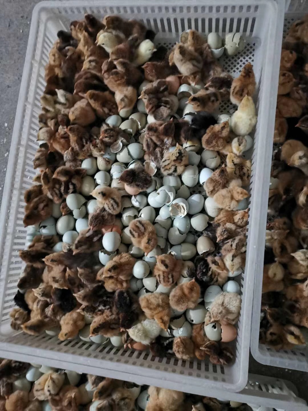 mmexport1556164940989