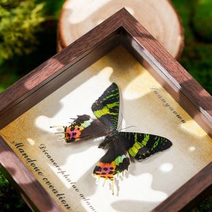 ̫ꖶ�������˱�ľ�|߅��DIY�b��͹����[̨�Ҿ��Ʒ�ͶY