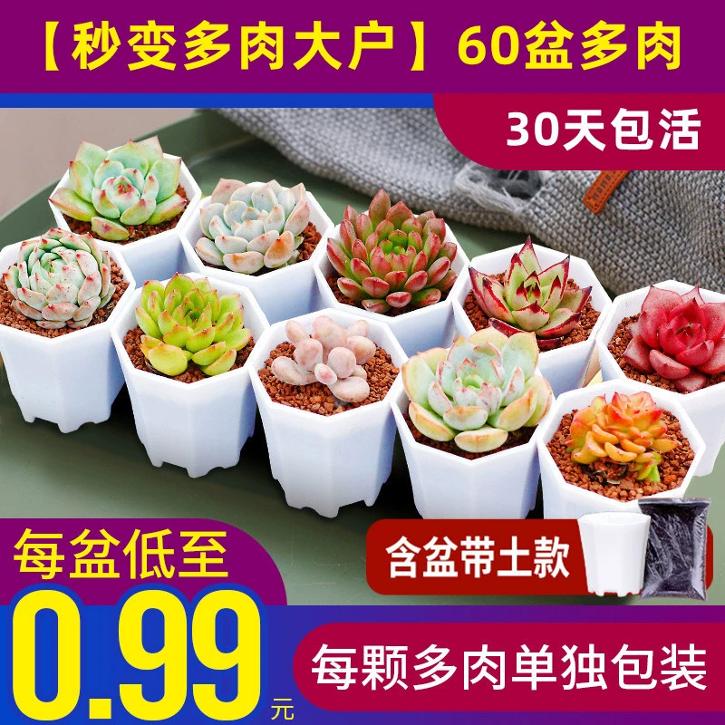 Q1 Посадка суккулентов с горшками с мясом и почвой