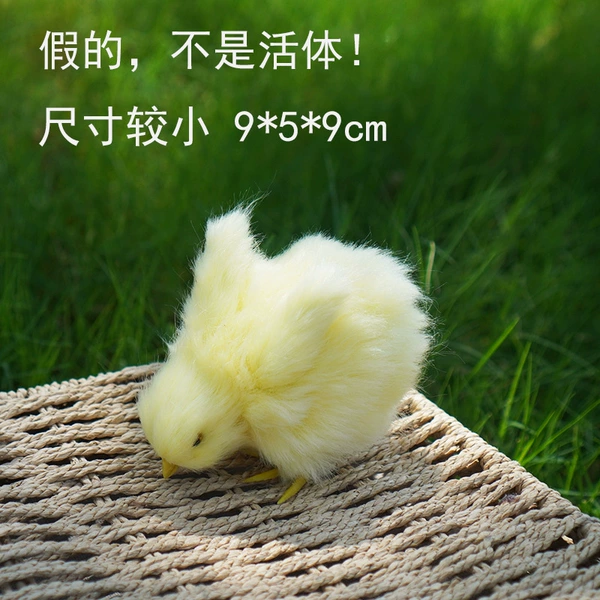 Low the head of the wing chicken (with a vocal)