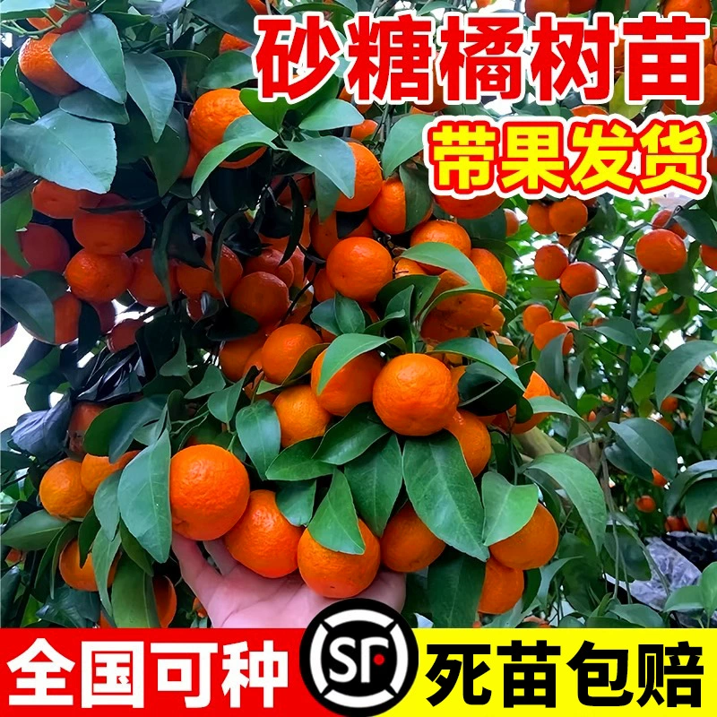 Сахарные апельсиновые саженцы посажены в горшках на севере и юге провинции Гуанси. Сахарные апельсиновые саженцы привиты саженцами апельсиновых деревьев без косточек.