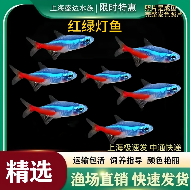 Red and Green Light Fish, Tropical Red and Green Light Ornamental Fish, Easy to Raise and Hardy, Flowerhorn Fish, Lanternfish, Freshwater Small Group Swimming Fish