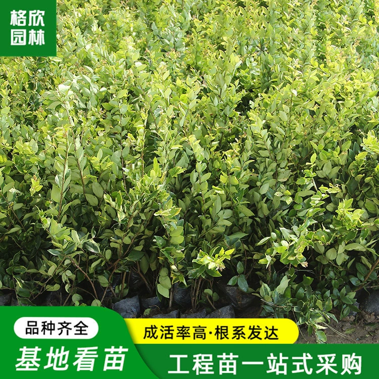 Jinsen Privet Big Cup Оптовая Сообщество Цветочная клумба Проект Озеленение Питомник Уличный Цветочный Кустарник Хедж Зеленый Лист Привет