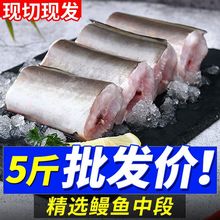 海鳗鱼新鲜鲜活冷冻中段大段鳗鱼块海鳗鱼鲜活特大号商用