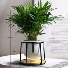 绿萝好养小盆栽创意椰子袖珍净化空气耐阴绿植办公室室内桌面植物