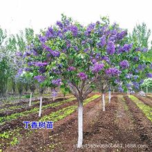 丁香花树苗地栽盆栽欧洲植物花卉绿植庭院花坛花卉紫丁香花苗耐寒