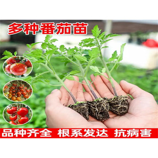 �����߲������緬��С�����ļ����������Ӵ����������S�ϴ����Ϸ�