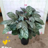 The base directly supply the new Dafei Yuku, the potted planting office of the potted office of the courtyard, the large plant of the large plant to protect the purification air and green plants