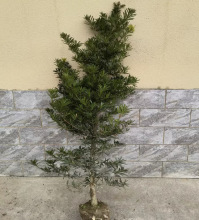 һl_hɴȸ辰ͥԺGֲ໨ʹ