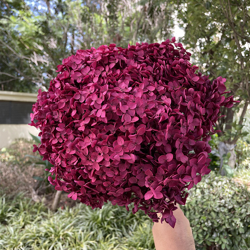 Yunnan Anna Hydrangea Flower Wholesale DIY Flower Preservation Flower Materiales de Regalo de Navidad