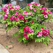 牡丹花苗花卉正宗重瓣菏泽洛阳芍药花庭院盆栽植物浓香大花带芽孢