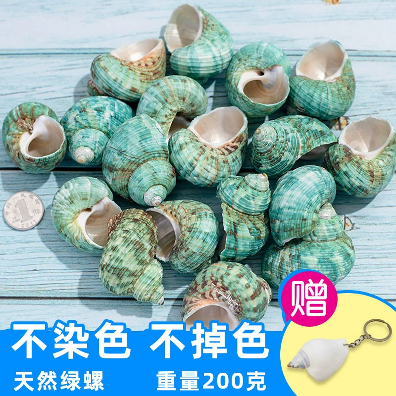 Organic aquarium with shells, aquarium decor, sample handmade