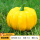85 Pumpkin Light Yellow