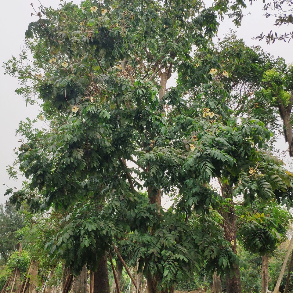 Поставка кошачьего хвоста 40-50 см